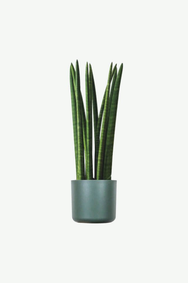 plants-ecommerce-product-featured-img-10 Euphorbia Ingens