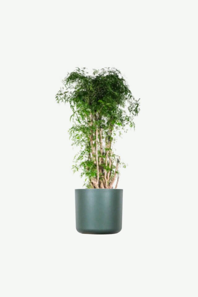 plants-ecommerce-product-featured-img-19 Aralia Ming