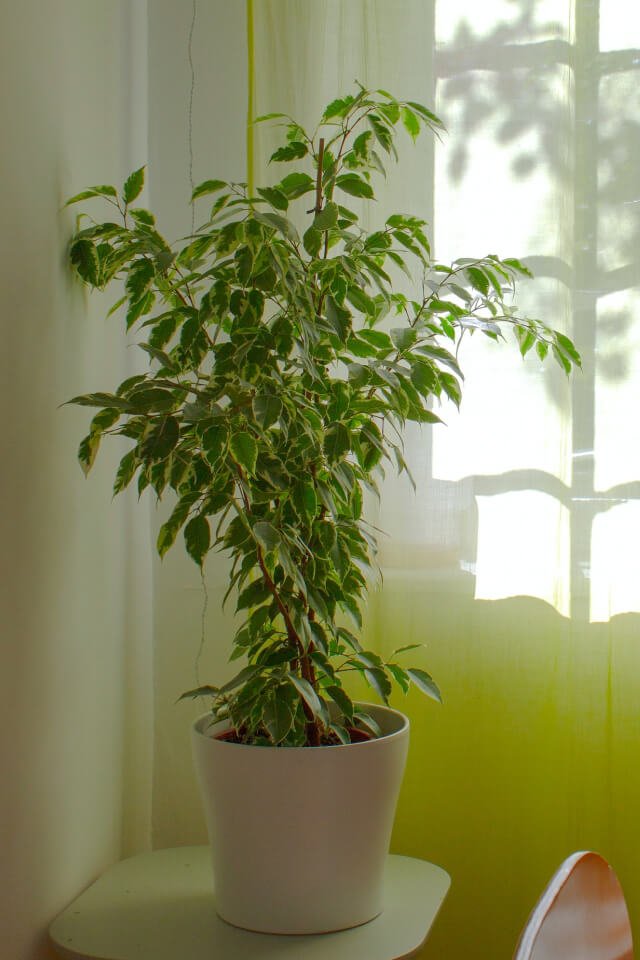 plants-shop-product-gallery-img-10 Aralia Ming – Image 2