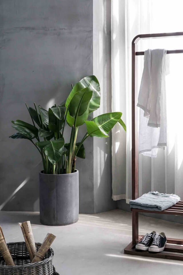 plants-shop-product-gallery-img-12 Bird of Paradise – Image 2