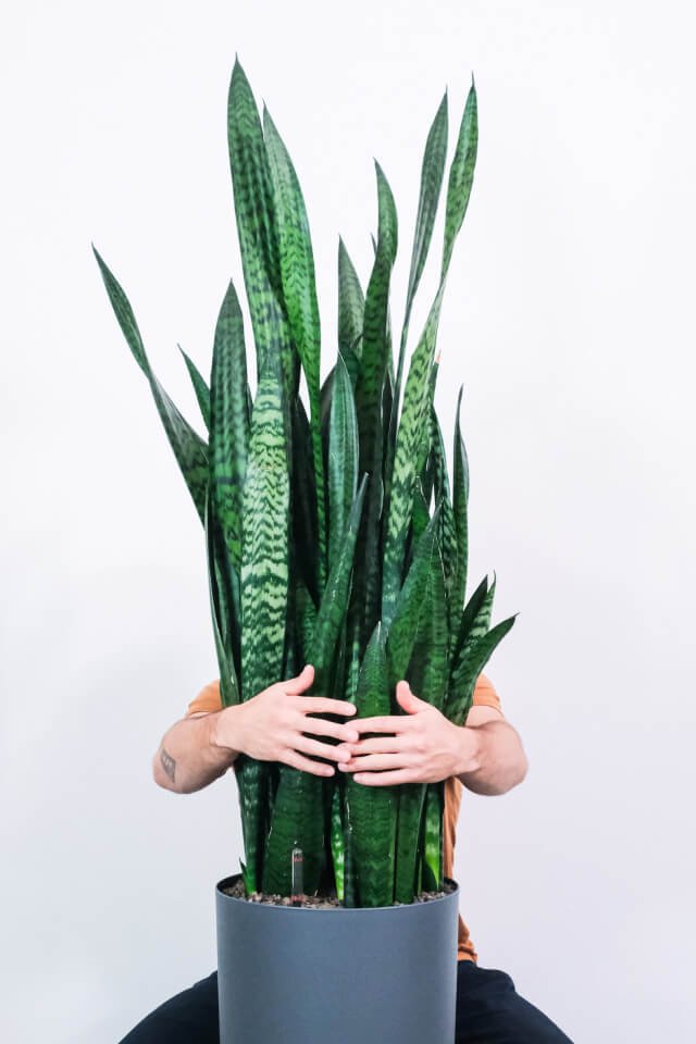 plants-shop-product-gallery-img-14 Sansevieria Laurentii – Image 2
