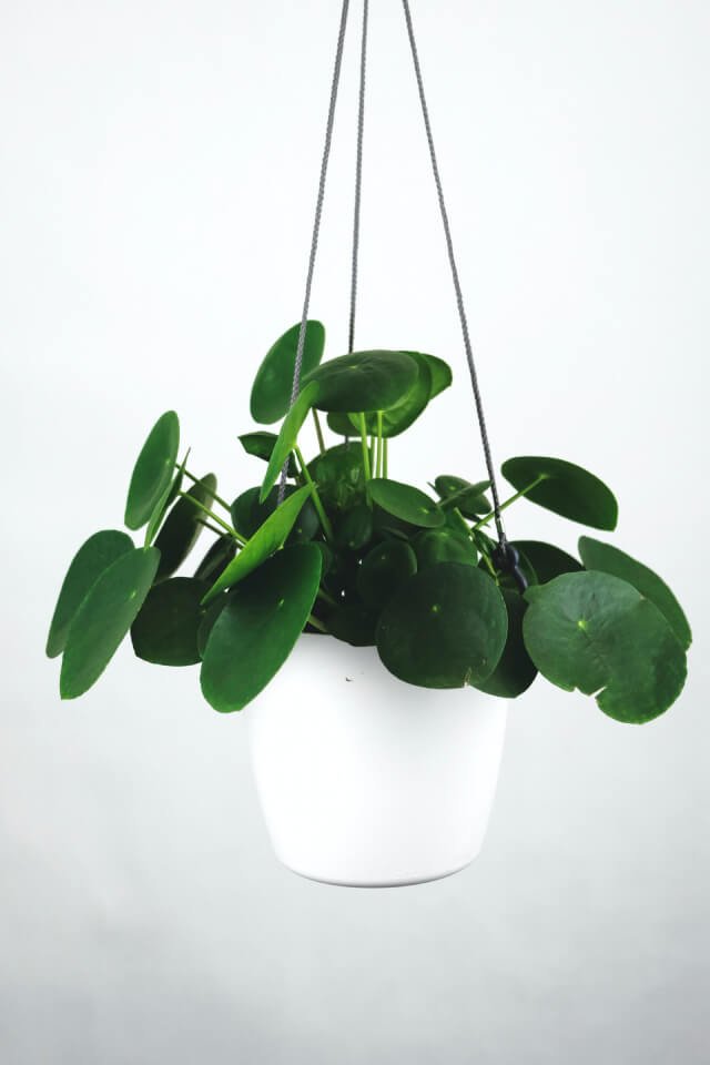 plants-shop-product-gallery-img-16 Pilea Peperomioides – Image 2