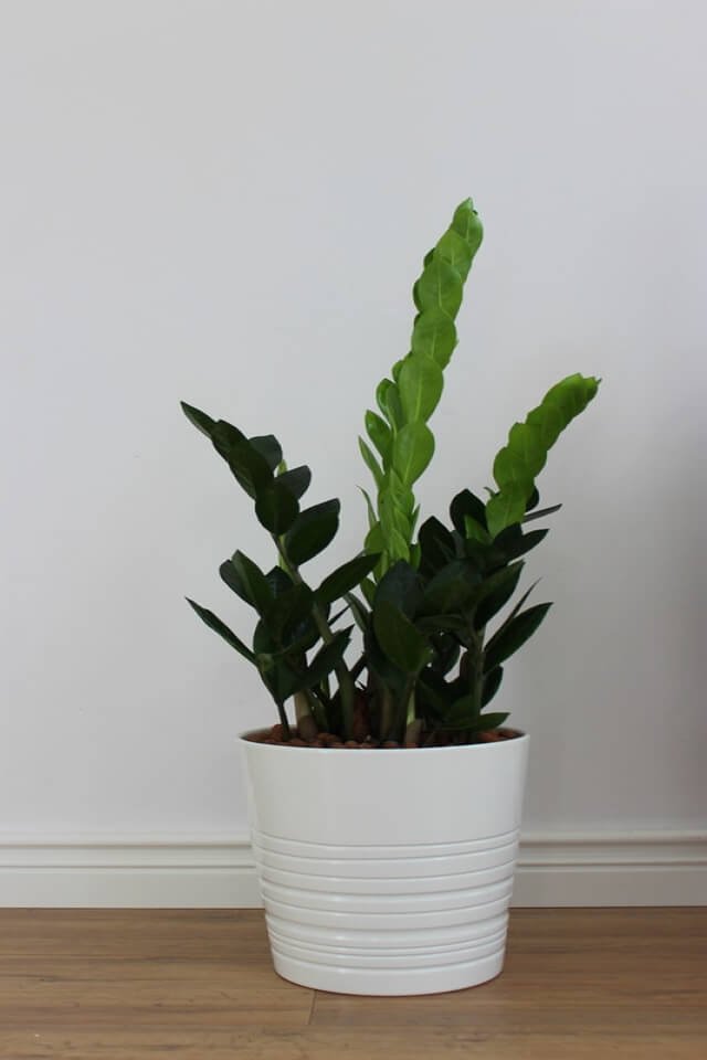 plants-shop-product-gallery-img-19 Zz Plants – Image 2