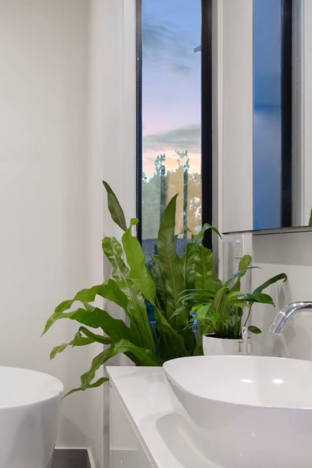 plants-shop-product-gallery-img-20 Birdnest Japanese – Image 2