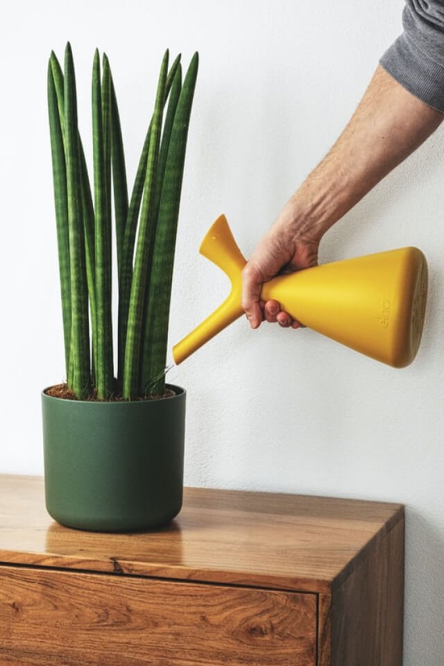 plants-shop-product-gallery-img-9 Euphorbia Ingens – Image 2