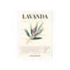 affiche lavanda