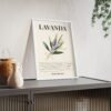 affiche lavanda