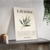 affiche lavanda