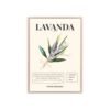 affiche lavanda