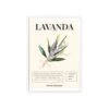 affiche lavanda
