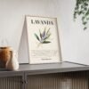affiche lavanda