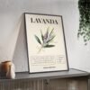 affiche lavanda