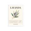 affiche lavanda