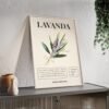 affiche lavanda