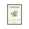 affiche lavanda