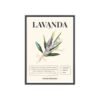 affiche lavanda