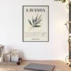 affiche lavanda