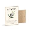 affiche lavanda
